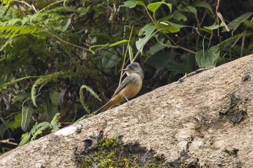 Rufous-tailed Tyrant (Knipolegus poecilurus), photo 1