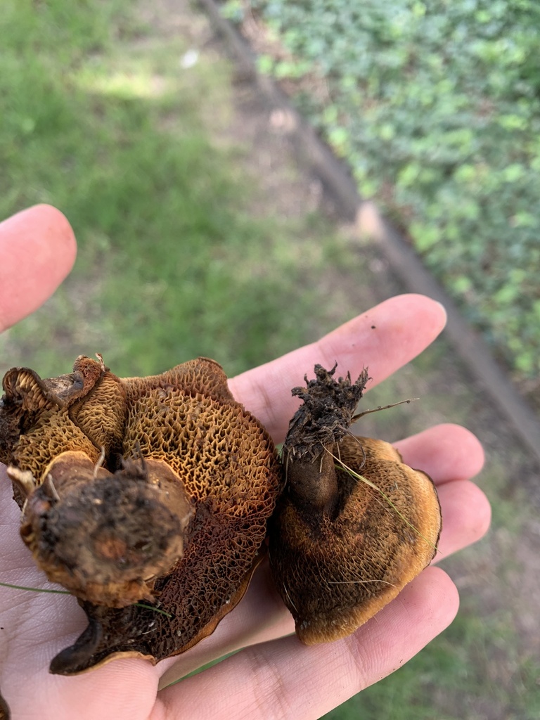 ash-tree bolete · June 2026 · photo: Photo: (c) Senna Bryce Robeson, some rights reserved (CC BY) · iNaturalist