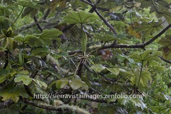 Cecropia schreberiana