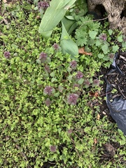 Lamium purpureum