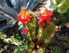 Trichocereus huascha