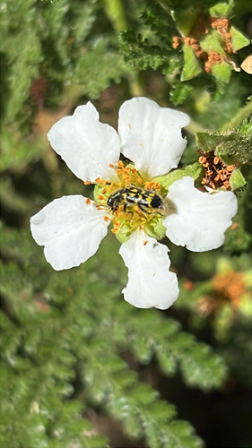 iNaturalist observation photo of Ornate Checkered Beetle