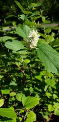 Fothergilla ×intermedia