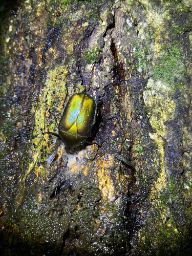 Japanese Drone Beetle