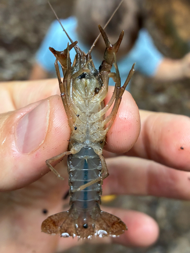 Red Swamp Crayfish