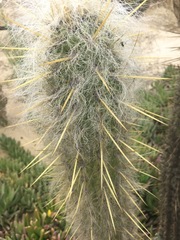 Oreocereus pseudofossulatus