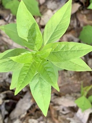 Lysimachia quadrifolia