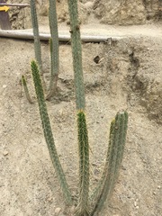 Corryocactus melanotrichus