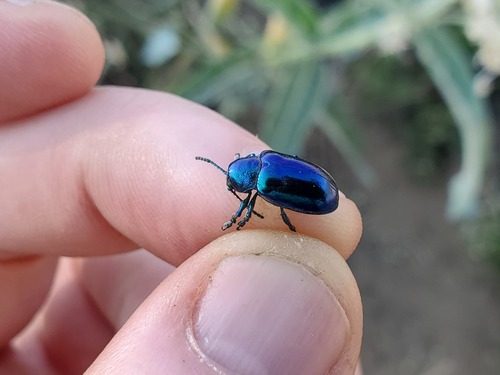 iNaturalist observation photo of Cobalt Milkweed Beetle