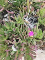 Mesembryanthemoideae