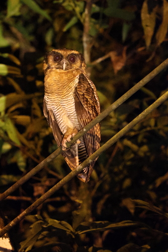 Brown Wood-Owl
