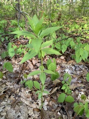 Lysimachia quadrifolia