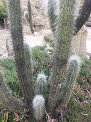 Oreocereus pseudofossulatus