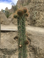 Corryocactus melanotrichus