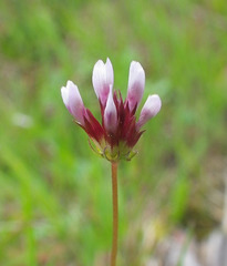 Trifolium oliganthum