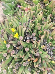 Mesembryanthemoideae