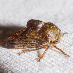 Telamona decorata