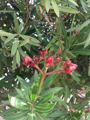 Nerium oleander