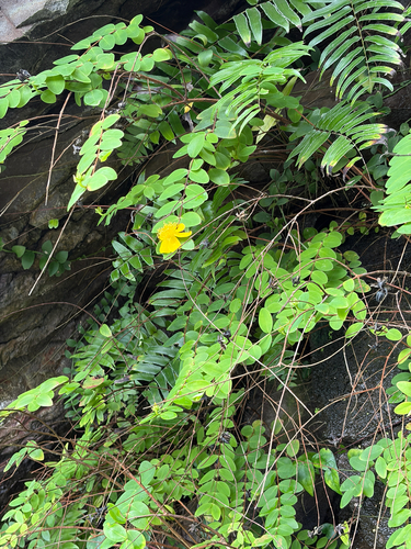 Hypericum formosanum observed 2026-06-15