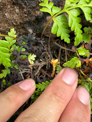 Odontosoria biflora observed 2026-06-15