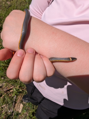 Ring-necked Snake