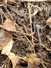 Plethodon cinereus