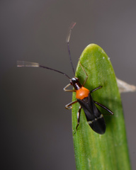 Pseudoxenetus regalis
