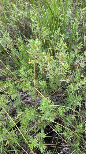 iNaturalist observation photo of shrubby cinquefoil