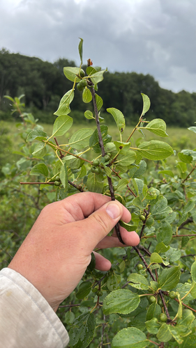 iNaturalist observation photo of common buckthorn