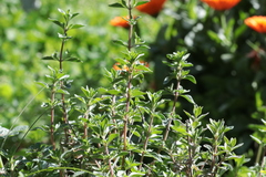 Origanum majorana
