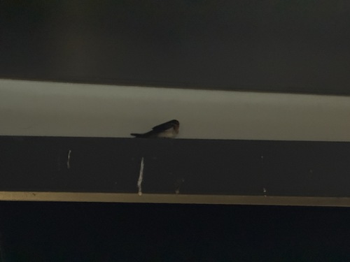 Welcome Swallow