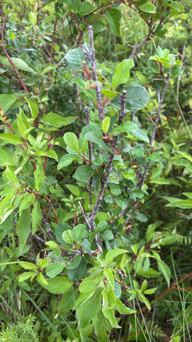 iNaturalist observation photo of alder buckthorn