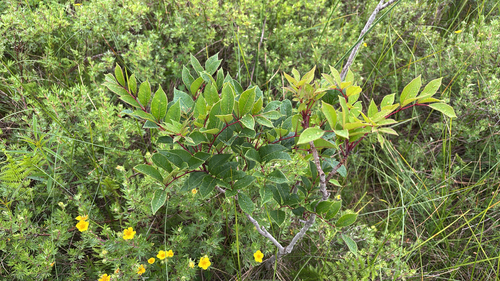 iNaturalist observation photo of poison sumac