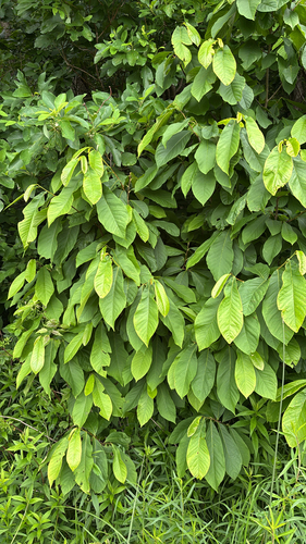 iNaturalist observation photo of common pawpaw