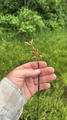 iNaturalist observation photo of hardstem bulrush