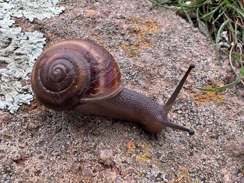 Cupedora lorioliana observed 2026-06-15