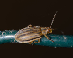 Ophraella notulata