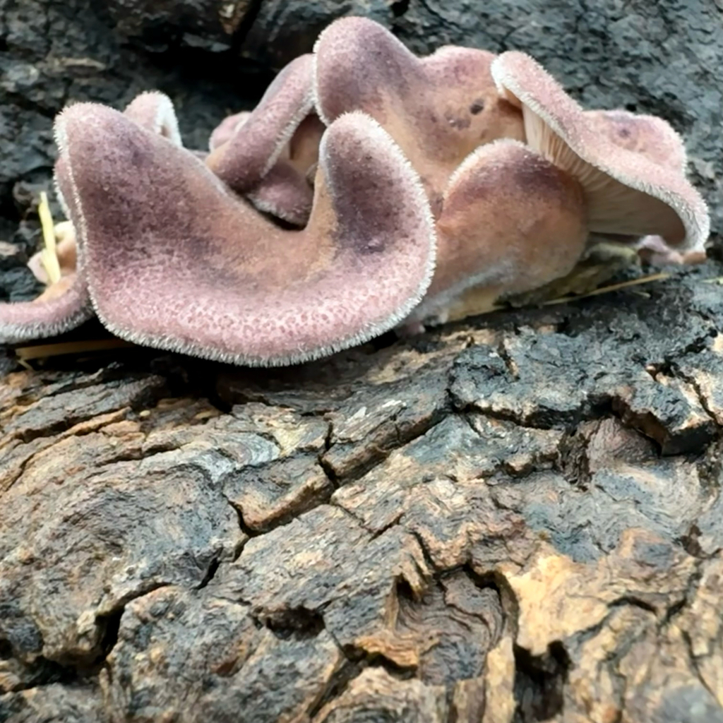 Hairy Oyster Mushroom