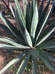 Agave