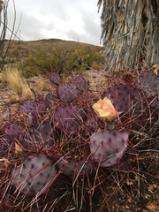 Opuntia azurea diplopurpurea
