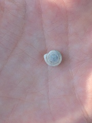 Polygyrinae
