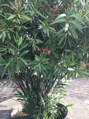 Nerium oleander