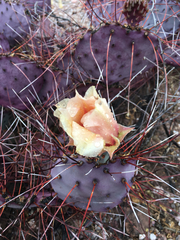 Opuntia azurea diplopurpurea