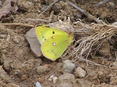 Colias poliographus