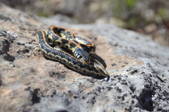 Thamnophis cyrtopsis ocellatus