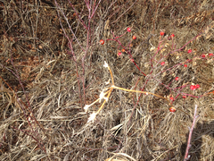 Perideridia gairdneri