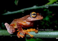 Rhacophorus margaritifer