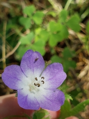 Nemophila sayersensis