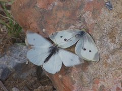 Pieris rapae