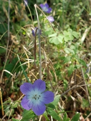 Nemophila sayersensis